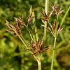 100% Cyperus Rotundus