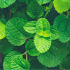 Peppermint Extract