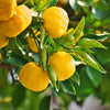 Citrus Extract